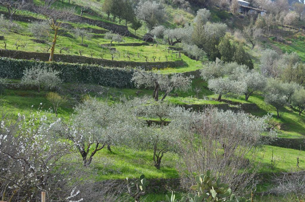 Villa Della Mimosa Alia Εξωτερικό φωτογραφία
